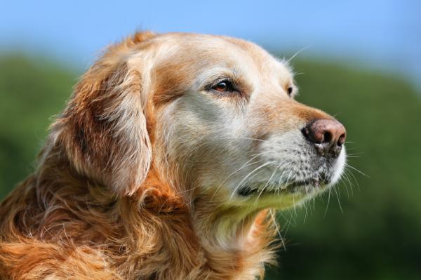 Objawy Alzheimera u psów - dezorientacja