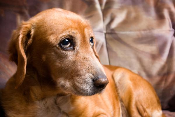Objawy choroby Alzheimera u psów – zaburzenia snu