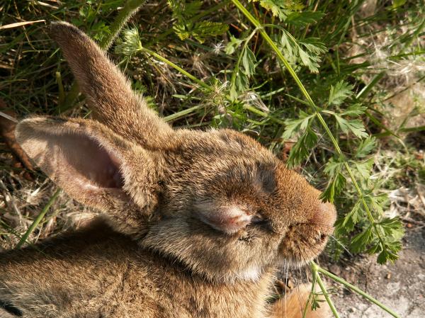 Zapalenie spojówek u królików - Objawy i leczenie - Śluzowo-ropne zapalenie spojówek u królików