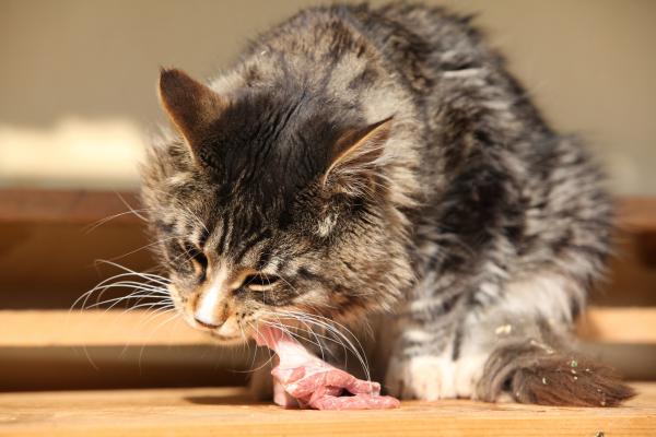 Dieta surowa lub BARF dla kotów - Przykład, zalety i wskazówki - Początki diety BARF u kotów