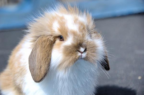 Sterylizacja królików - Opieka i porady - Dlaczego konieczna jest sterylizacja królika?