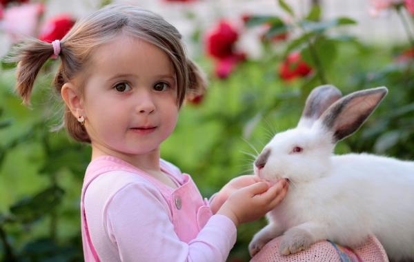 Sterylizacja królików - Opieka i porady - Porady końcowe