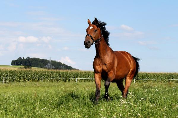 Podstawowa pielęgnacja konia - Jak powinna wyglądać dobra pastwisko