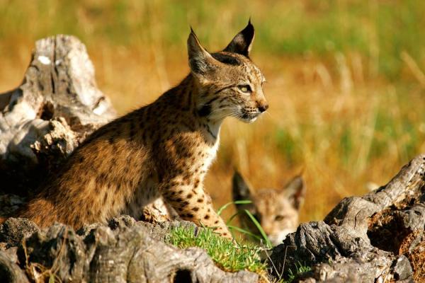 Fauna Półwyspu Iberyjskiego - Jakie zwierzęta Półwyspu Iberyjskiego są zagrożone wyginięciem?
