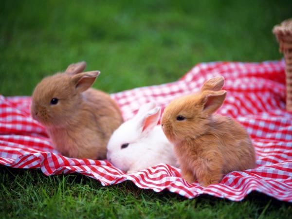 Opieka nad królikami zabawkowymi - Zajączki zabawkowe - kąpiel i szczotkowanie