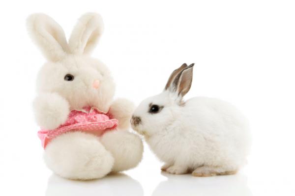 Opieka nad królikami zabawkowymi - Zabawka Królik - szczepionki