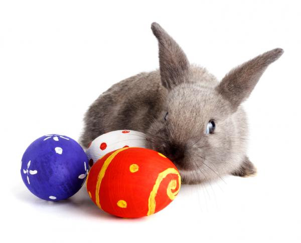 Opieka nad królikami zabawkowymi - Króliczek zabawkowy - Higiena otoczenia