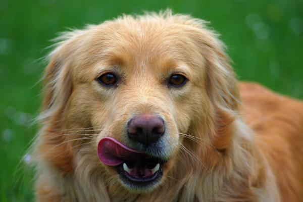 Najlepsze zbilansowane karmy dla psów — jakość składników odżywczych