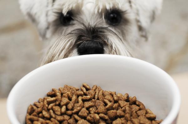 Najlepsza zbilansowana karma dla psów – jakie składniki odżywcze powinna zawierać dobra zbilansowana karma dla psów?