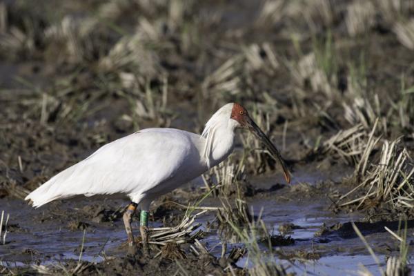 Zwierzęta zagrożone wyginięciem w Azji - Nippon ibis lub ibis czubaty (Nipponia nippon)