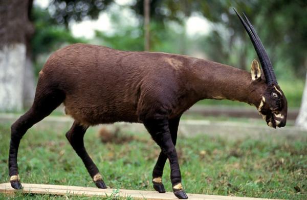 Zagrożone zwierzęta w Azji - wół Saola lub Vu Quang (Pseudoryx nghetinhensis)