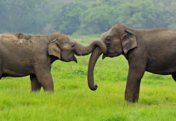 Zagrożone zwierzęta w Azji - słoń azjatycki (Elephas maximus)