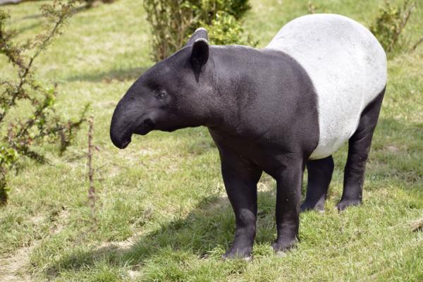 Zwierzęta zagrożone wyginięciem w Azji - Tapir malajski (Tapirus indicus)