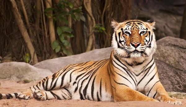 Zagrożone zwierzęta w Azji - Tygrys bengalski (Panthera tigris tigris)