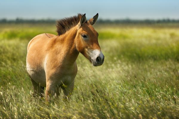 Zwierzęta zagrożone wyginięciem w Azji - dziki koń mongolski (Equus ferus przewalskii)