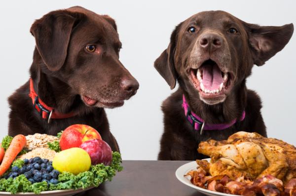 Polecane owoce i warzywa dla psów - zalety owoców i warzyw dla psów
