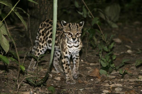 12 najbardziej zagrożonych zwierząt w Gwatemali - 1. Tigrillo lub kot tygrysi