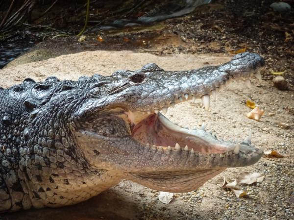 12 najbardziej zagrożonych zwierząt w Gwatemali - 3. krokodyl Moreletti