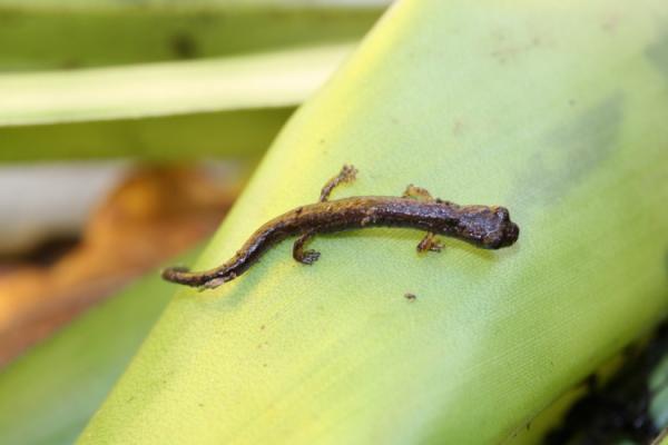 12 najbardziej zagrożonych zwierząt w Gwatemali - 5. Salamandra gwatemalska 