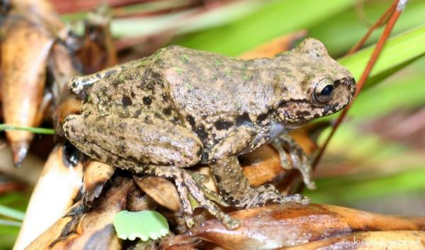12 najbardziej zagrożonych zwierząt w Gwatemali — 4. Gwatemalska kolczasta żaba