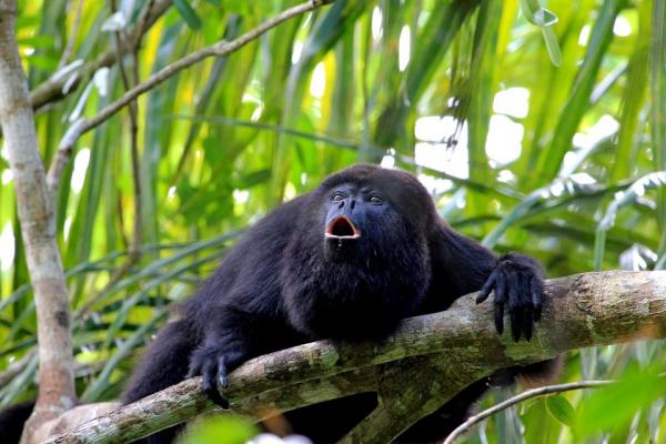 12 najbardziej zagrożonych zwierząt w Gwatemali – 2. Gwatemalska czarna małpa wyje