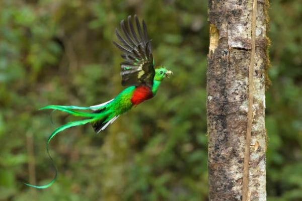 12 najbardziej zagrożonych zwierząt w Gwatemali - 8. Quetzal