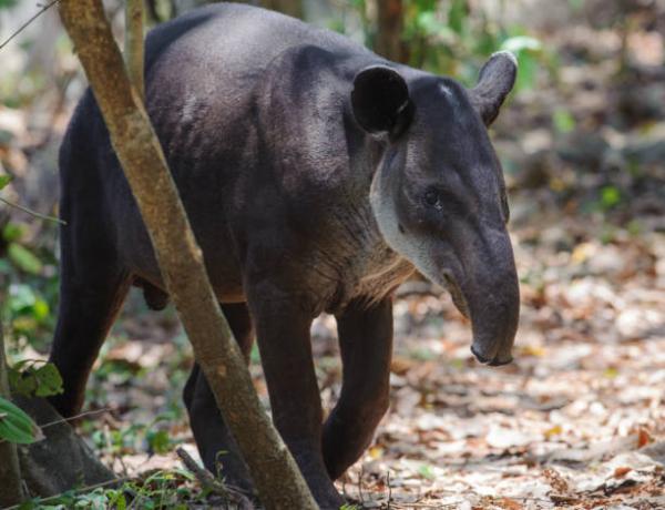 12 najbardziej zagrożonych zwierząt w Gwatemali - 10. Tapir 