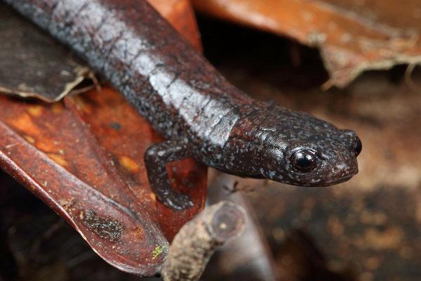 12 najbardziej zagrożonych zwierząt w Gwatemali - 11. Salamandra de los Cuchumatanes
