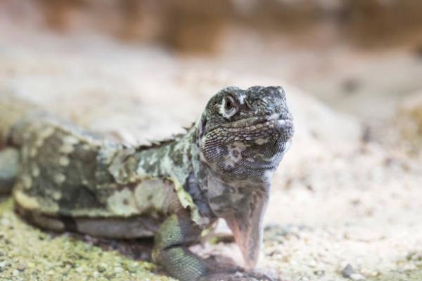 12 najbardziej zagrożonych zwierząt w Gwatemali - 12. Motagua Iguana