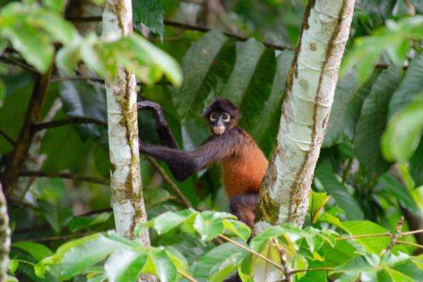 12 najbardziej zagrożonych zwierząt w Gwatemali — 9. Małpa pająk