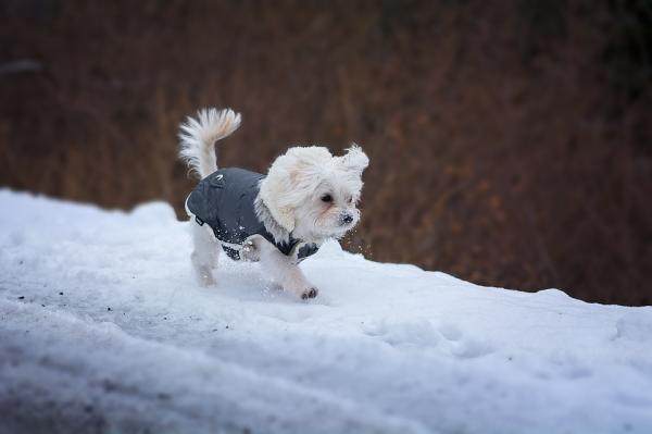 Czy dobrze jest schronić psy zimą?  - Pielęgnacja zimowa