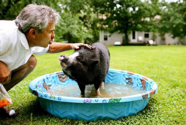 Opieka nad wietnamską świnią - ćwiczenia i zabawa
