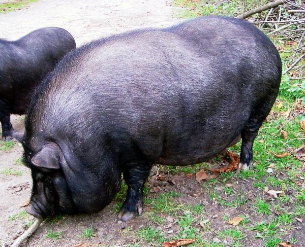 Opieka nad wietnamską świnią - Karmienie wietnamskiej świni