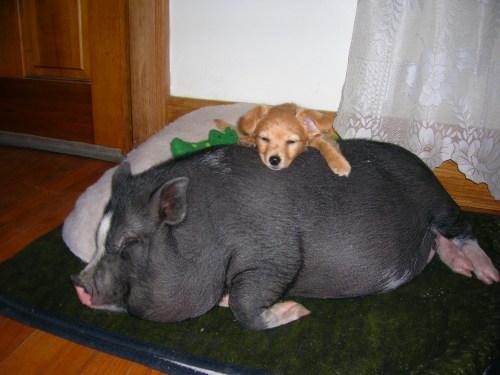 Opieka nad wietnamską świnią - miejsce odpoczynku wietnamskiej świni
