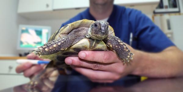 Jak rozpoznać, czy żółw jest samcem czy samicą?  - Analiza PCR