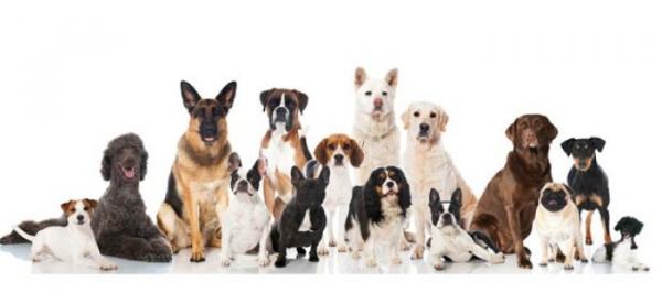 Rasy psów z największymi problemami zdrowotnymi - Czy psy rasowe mają więcej chorób?