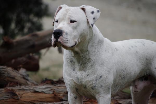 Rasy psów z największymi problemami zdrowotnymi - 9. Dogo Argentino