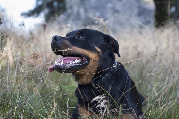 Pies rozmnaża się z największymi problemami zdrowotnymi - 2. Rottweiler