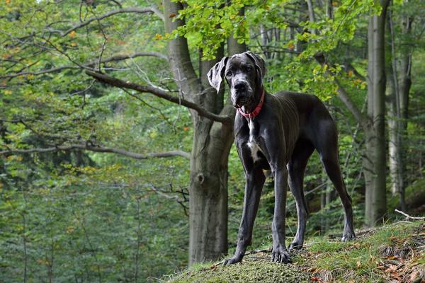 Pies rasy z największymi problemami zdrowotnymi - 6. Dog niemiecki