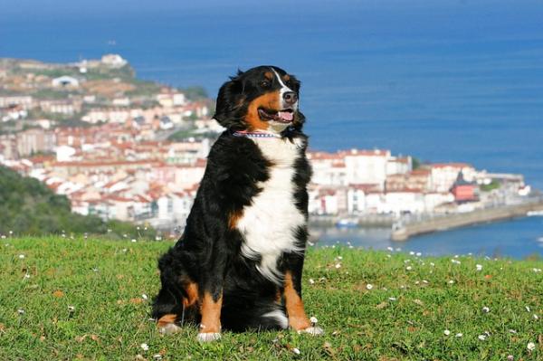 Pies rasy z największymi problemami zdrowotnymi - 15. Berneński Pies Pasterski
