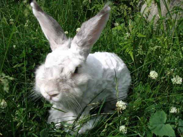 Pielęgnacja królika angorskiego - Pielęgnacja sierści królika angorskiego