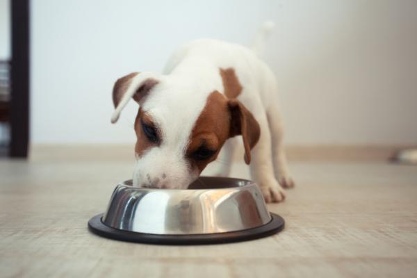Czy psy mogą jeść rośliny strączkowe?  - Rośliny strączkowe nie są najważniejszym pokarmem dla Twojego psa
