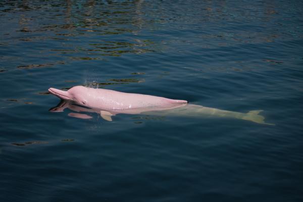 Zagrożony różowy delfin - Przyczyny - Jak chronić różowego delfina?