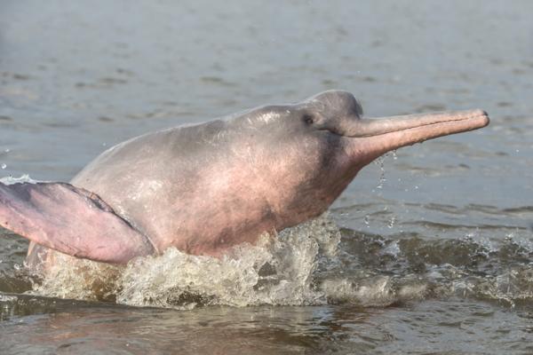 Zagrożony różowy delfin - Przyczyny - Charakterystyka różowego delfina i miejsce jego życia