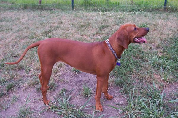 Amerykańskie rasy psów - 6. Coonhound Redbone