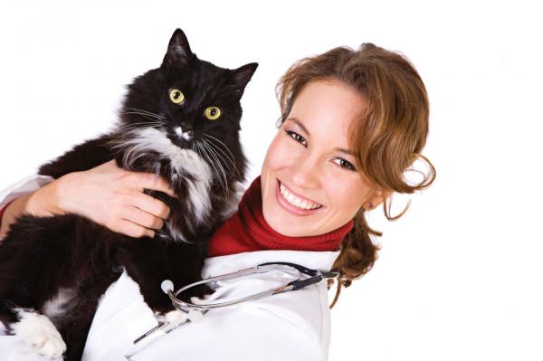 Metody antykoncepcji dla kotów - Masz wątpliwości?  Sprawdź u weterynarza!