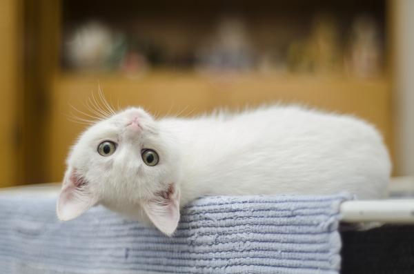 Opieka nad białym kotem - Różnice z kotem albinosem