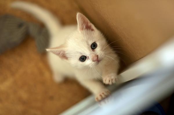 Opieka nad kotem białym - Głuchota u kotów białych i albinosów