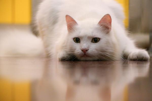 Opieka nad białym kotem - Białe kocie oczy