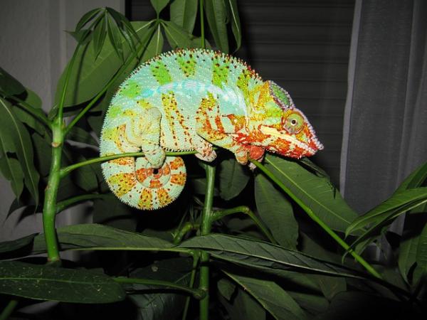 Rodzaje kameleonów - Kameleon Pantera